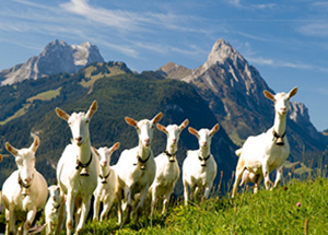 עיזים רועות באזור היידילנד במזרח שוויץ