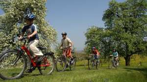 רכיבת אופניים דרך חורשה בקיץ